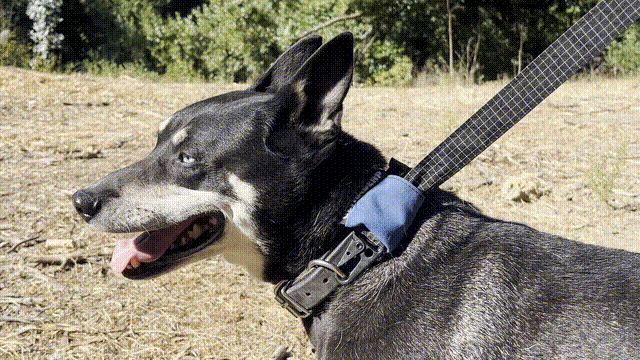 PREORDER The Ultraderp Leash